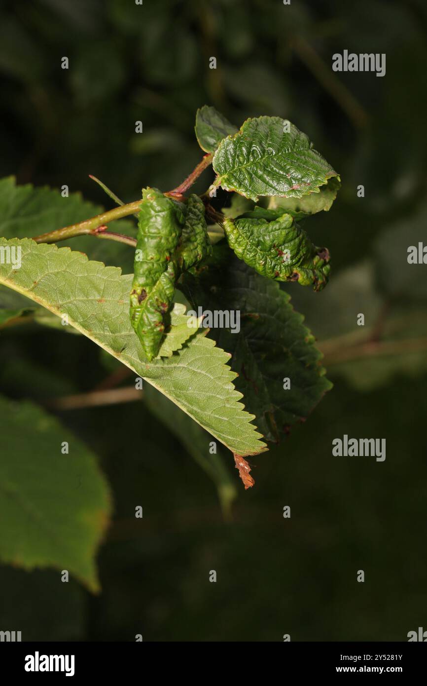 Black Cherry Aphid (Myzus cerasi) Insecta Stock Photo - Alamy