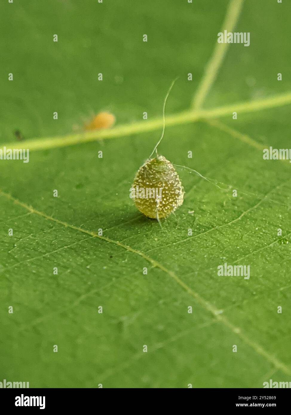Hickory Sticky Ginger Jar Gall Midge (Caryomyia viscidolium) Insecta ...