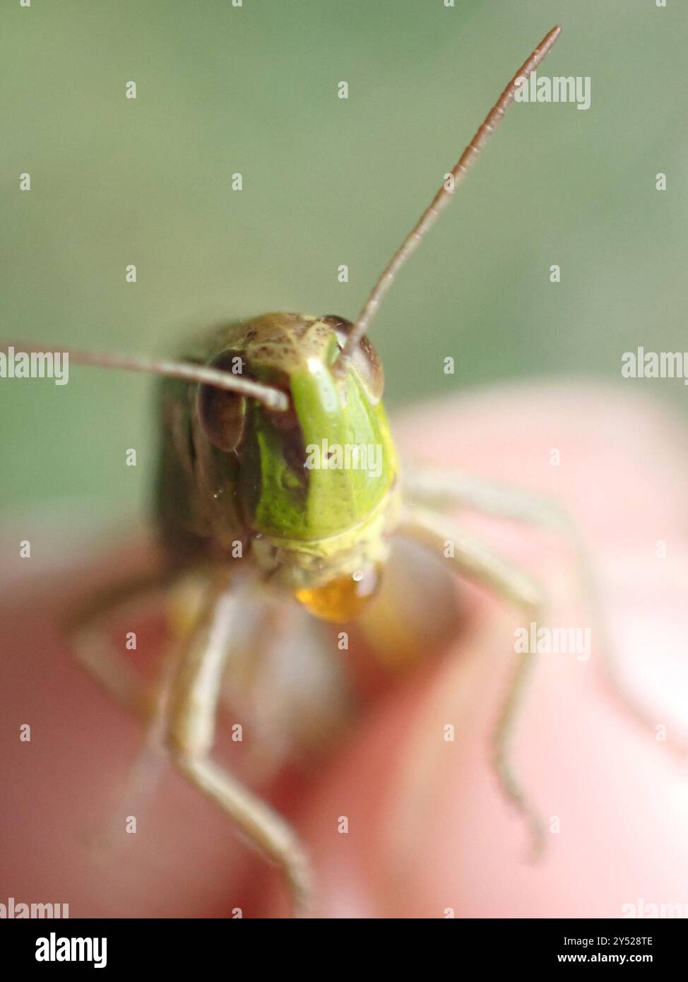 Meadow Grasshopper (Pseudochorthippus parallelus) Insecta Stock Photo ...