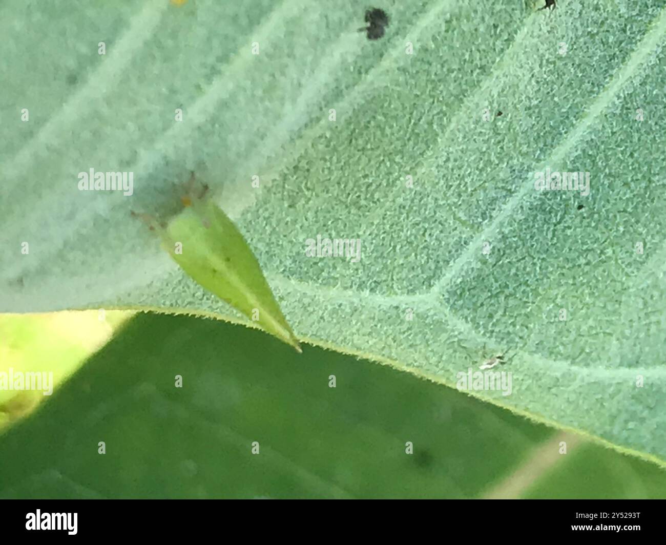 Green Cone-headed Planthopper (Acanalonia conica) Insecta Stock Photo ...