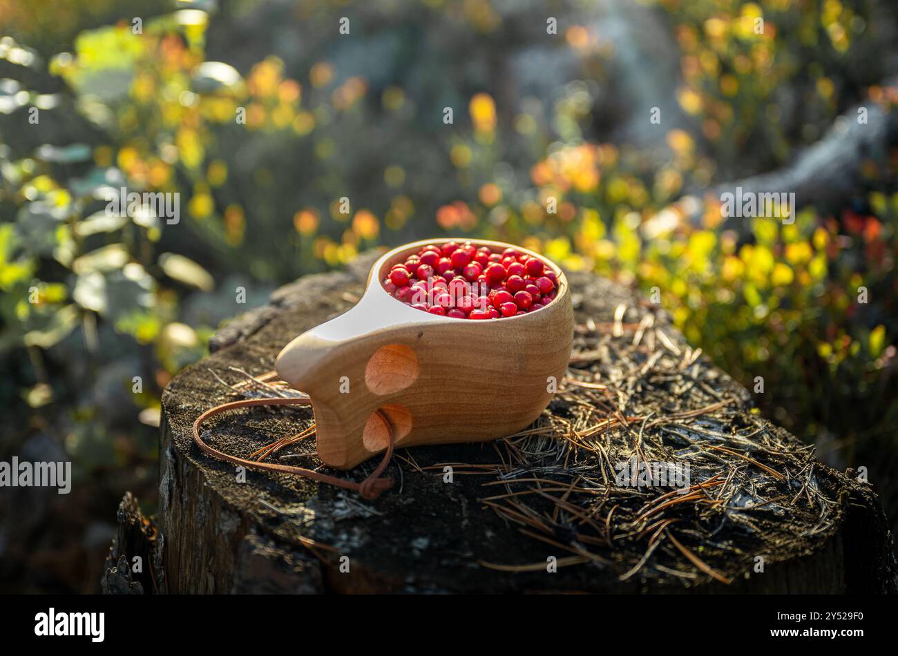 Fresh red lingonberries in a wooden mug in the forest in Finland Stock Photo
