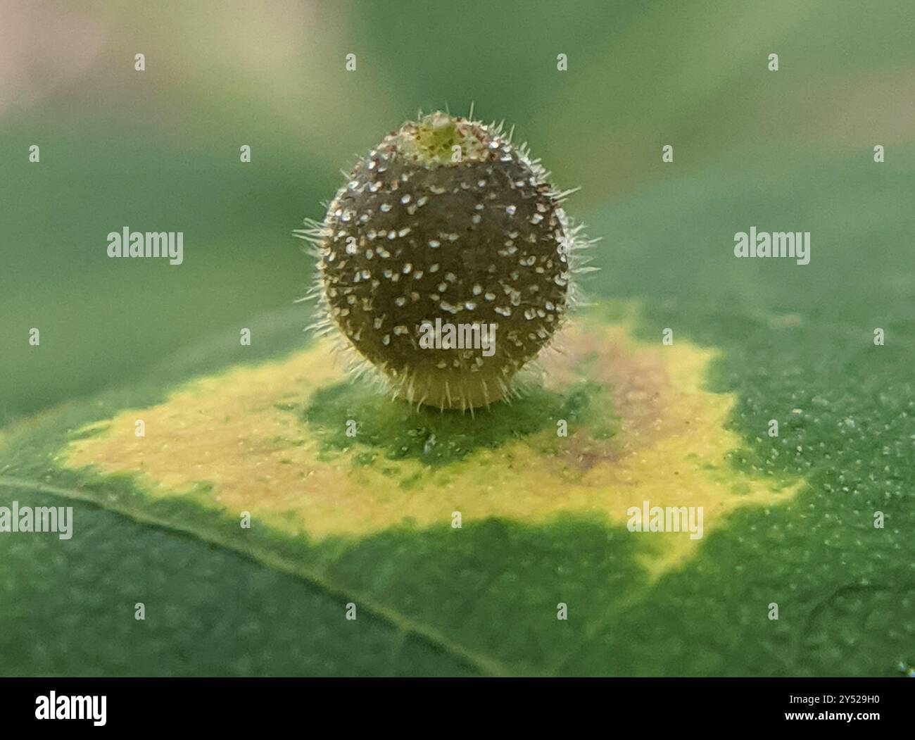 Hickory Sticky Ginger Jar Gall Midge (Caryomyia viscidolium) Insecta ...