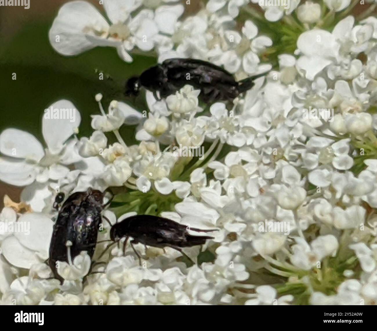 Tumbling Flower Beetles (Mordellidae) Insecta Stock Photo - Alamy