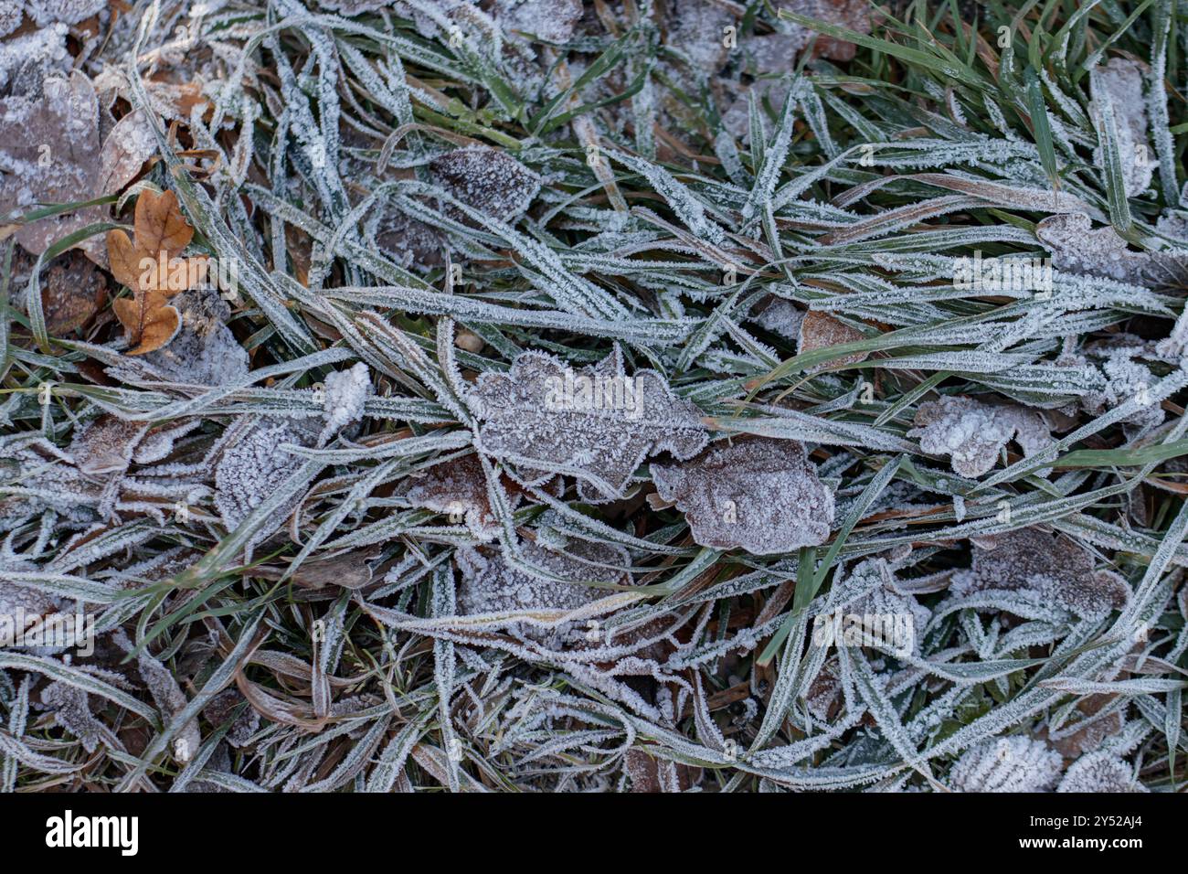 Frost covering on grass hi-res stock photography and images - Alamy