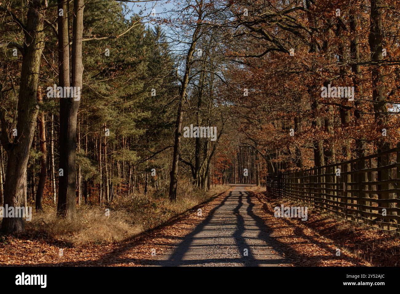 Empty road leading through forest in autumn Stock Photo