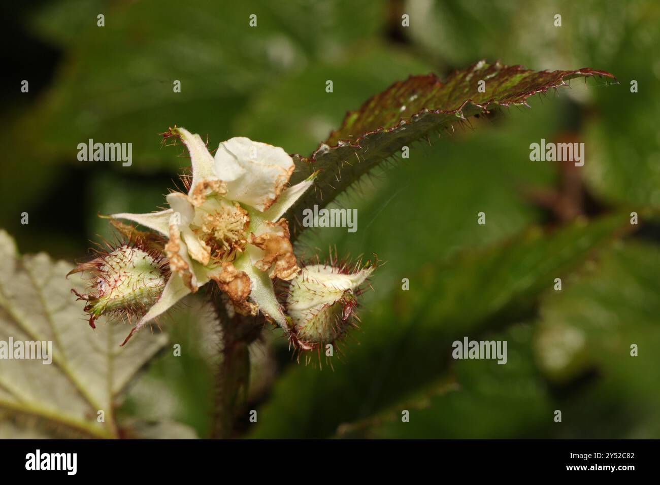 Chinese Bramble (Rubus tricolor) Plantae Stock Photo - Alamy