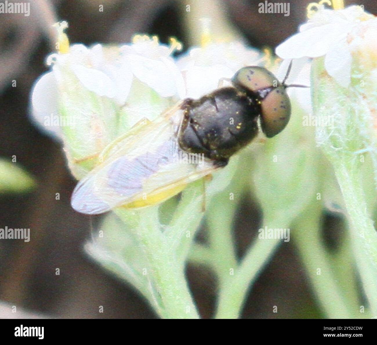Col Insects Common Green Colonel (Oplodontha viridula) Insecta Stock Photo - Alamy