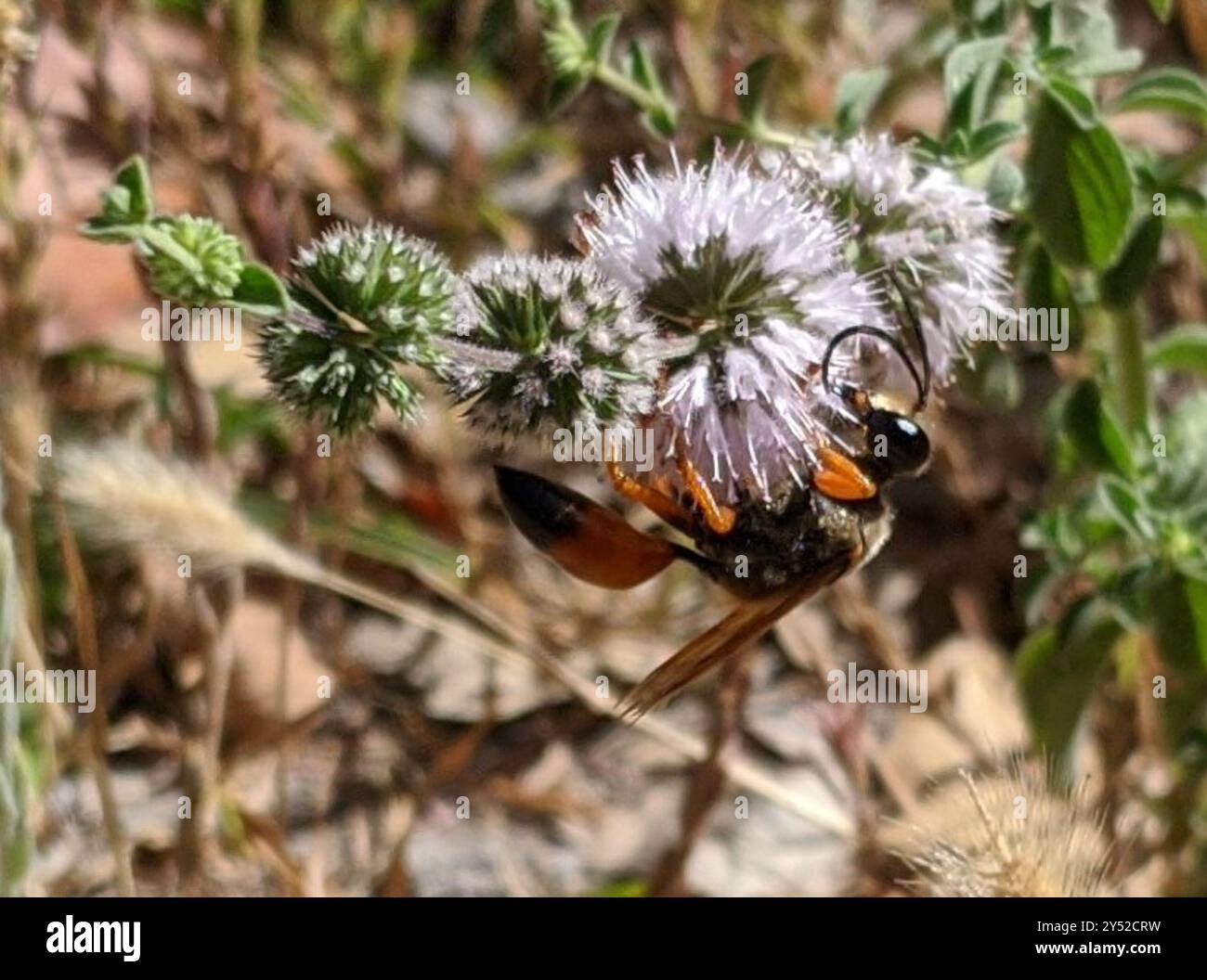 Great Golden Digger Wasp (Sphex ichneumoneus) Insecta Stock Photo - Alamy