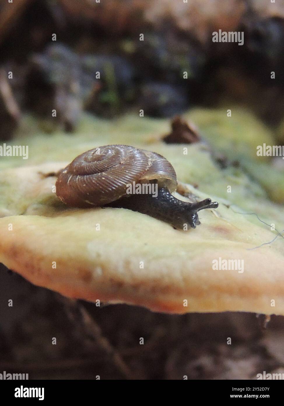 Discus ruderatus hi-res stock photography and images - Alamy