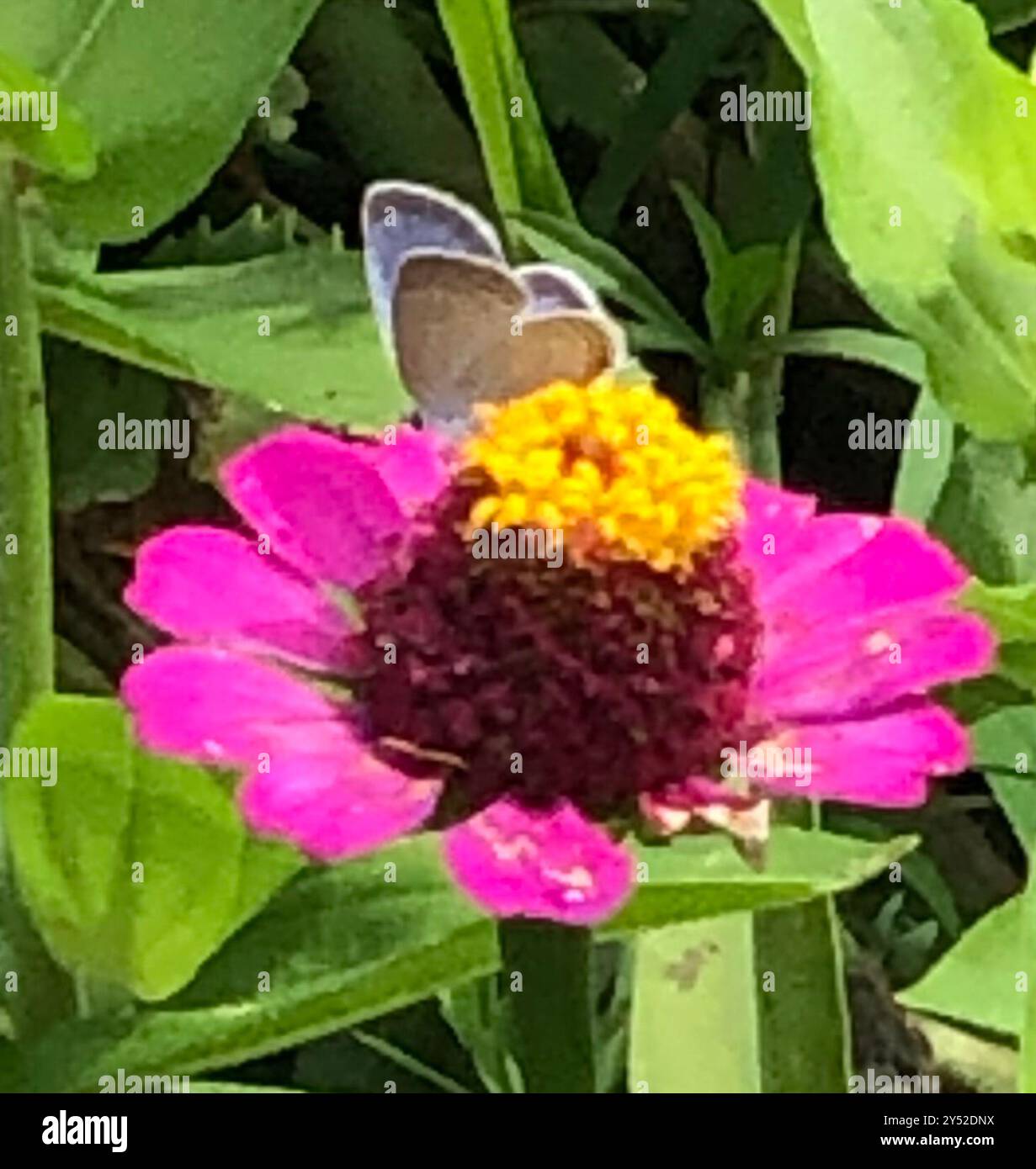 Eastern Tailed-Blue (Cupido comyntas) Insecta Stock Photo - Alamy