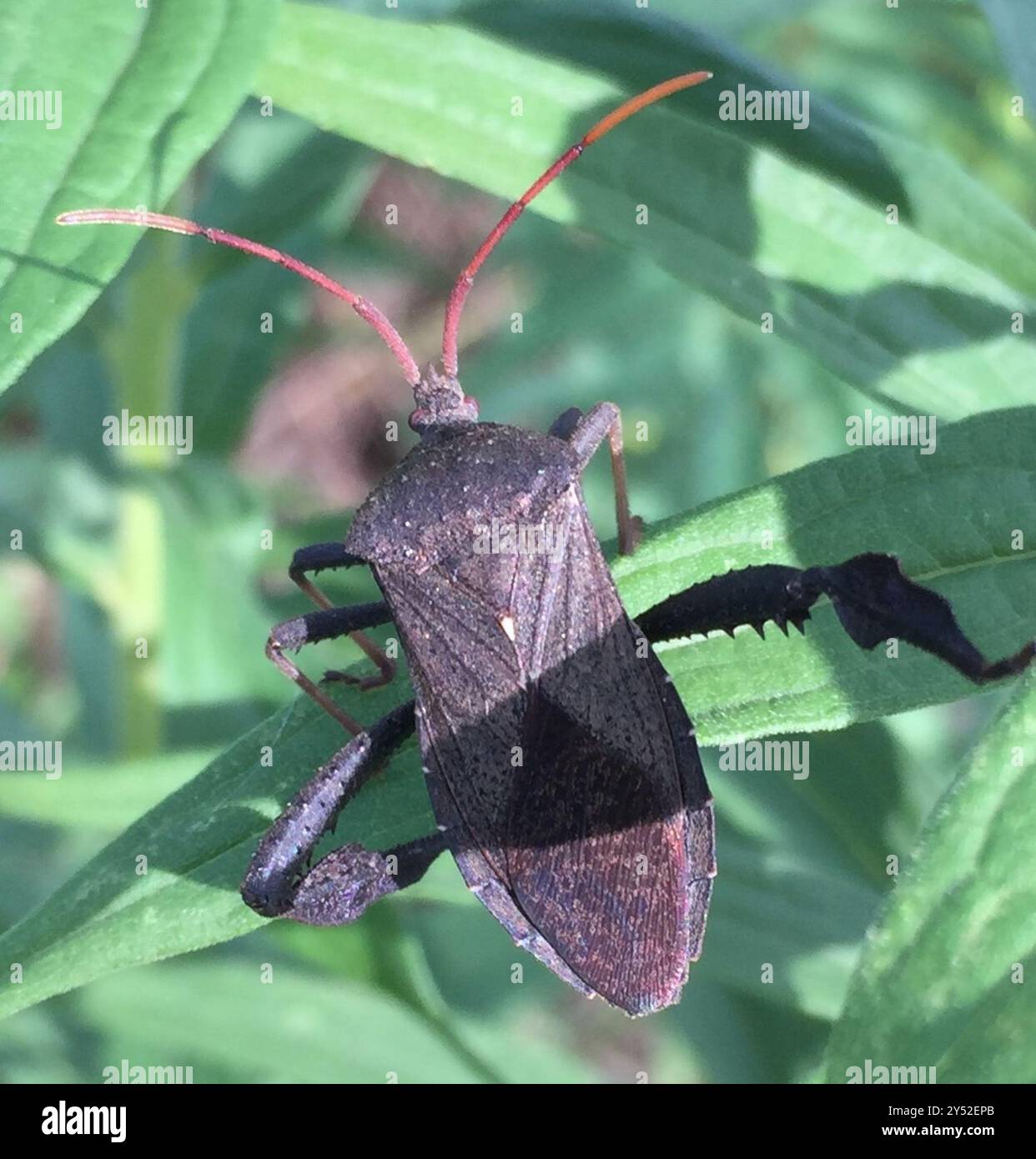 Florida Leaf-footed Bug (Acanthocephala femorata) Insecta Stock Photo ...