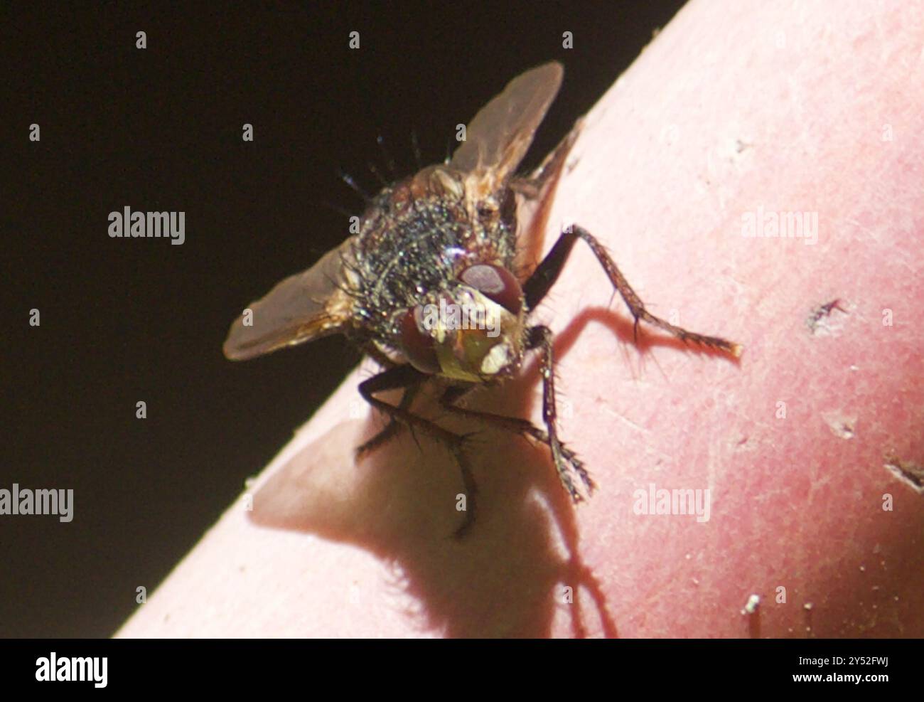 Tachinid Flies (Tachinidae) Insecta Stock Photo - Alamy