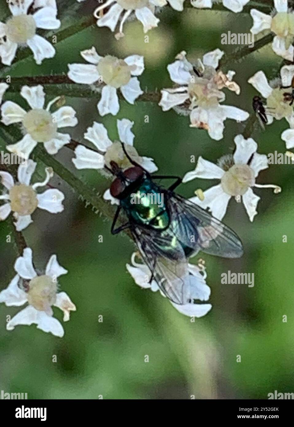Common European Greenbottle Fly (Lucilia sericata) Insecta Stock Photo ...