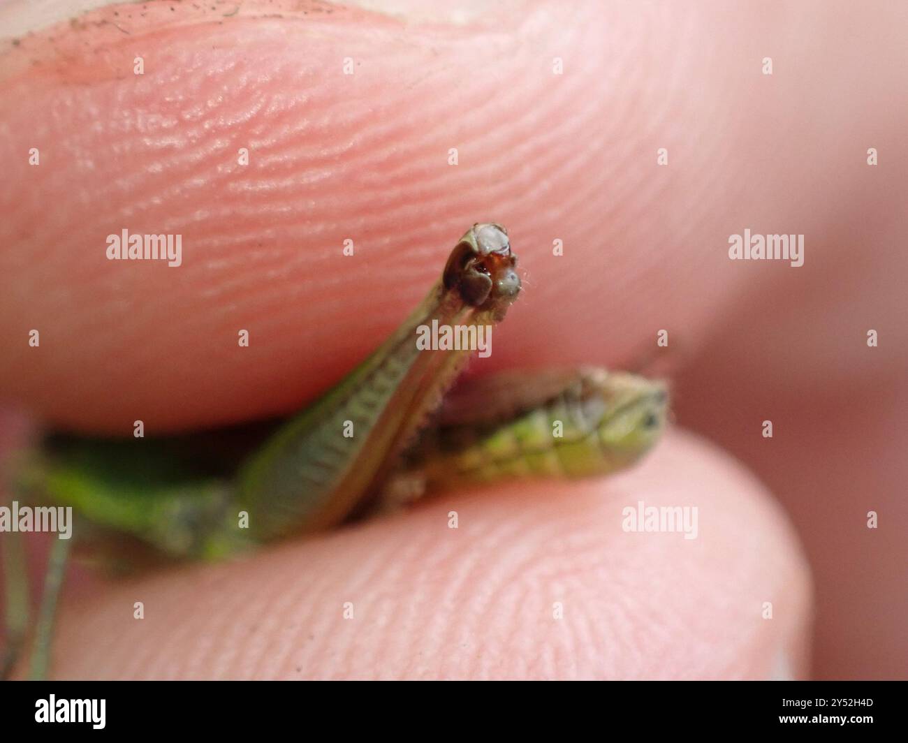 Meadow Grasshopper (Pseudochorthippus parallelus) Insecta Stock Photo ...