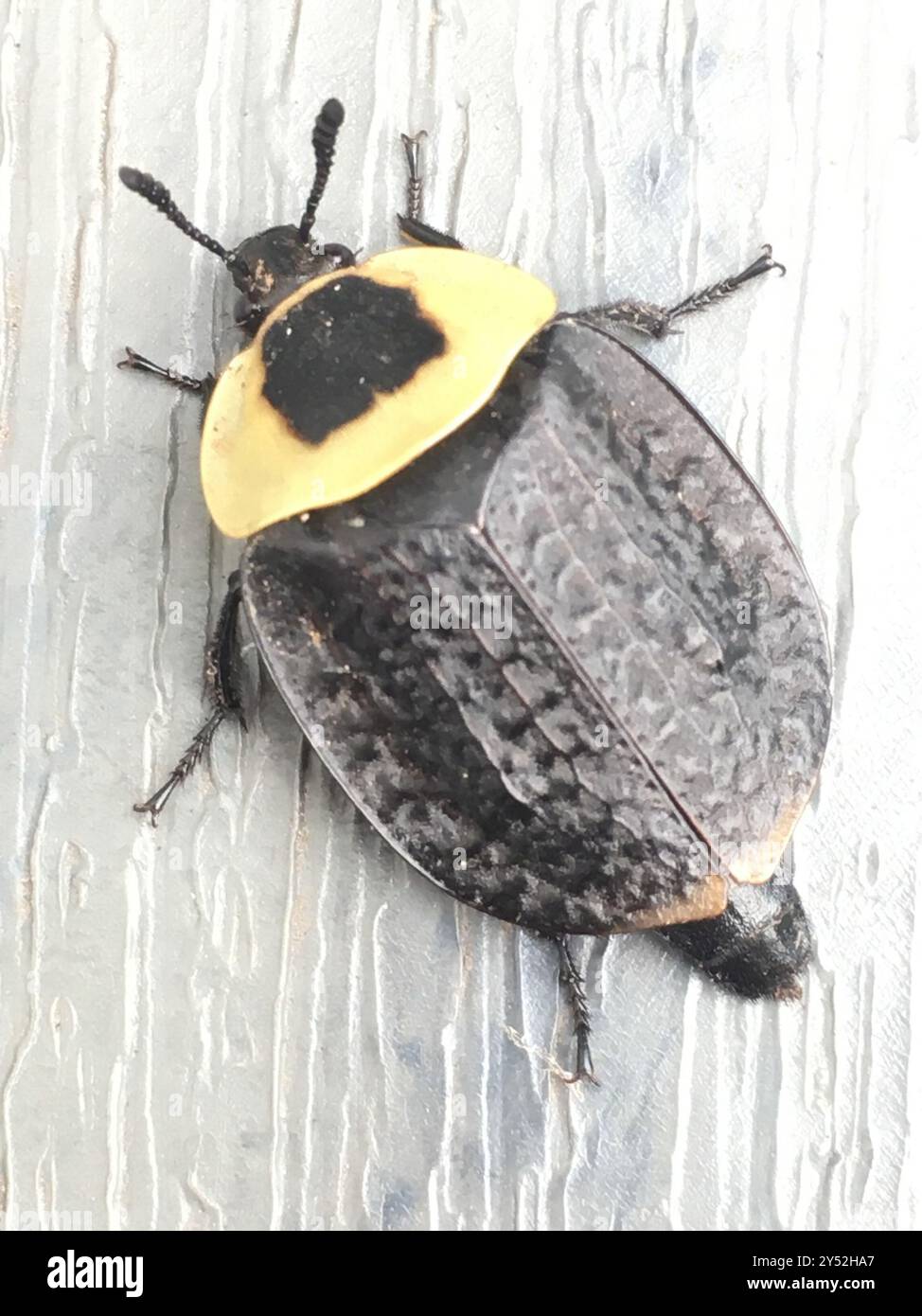 Carrion Inset American Carrion Beetle (Necrophila americana) Insecta Stock Photo - Alamy