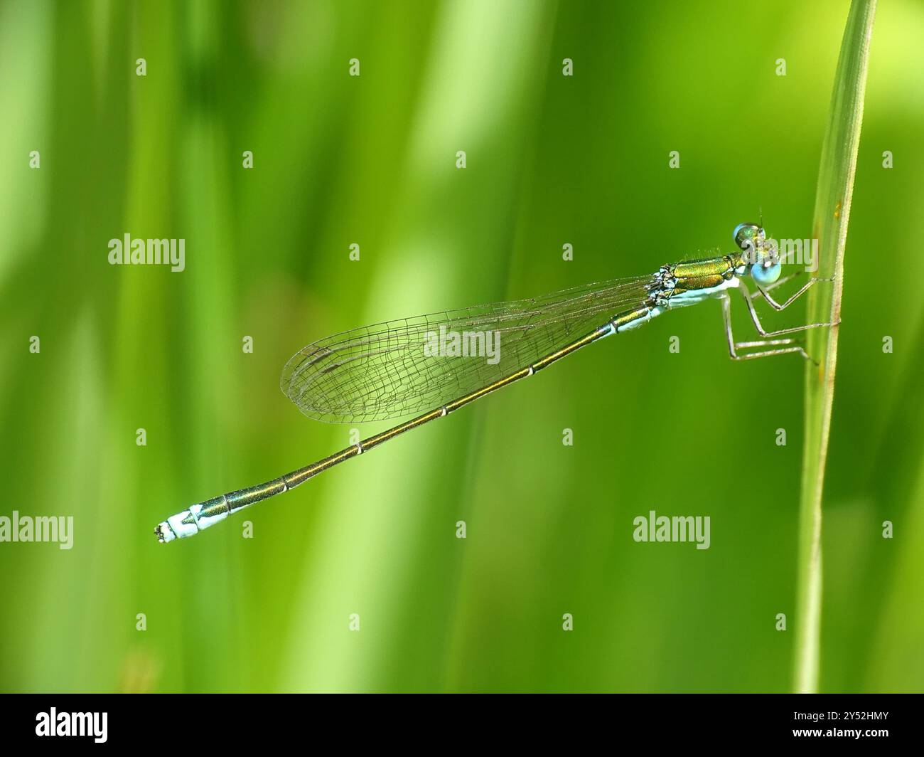 Sedge Sprite (Nehalennia irene) Insecta Stock Photo - Alamy
