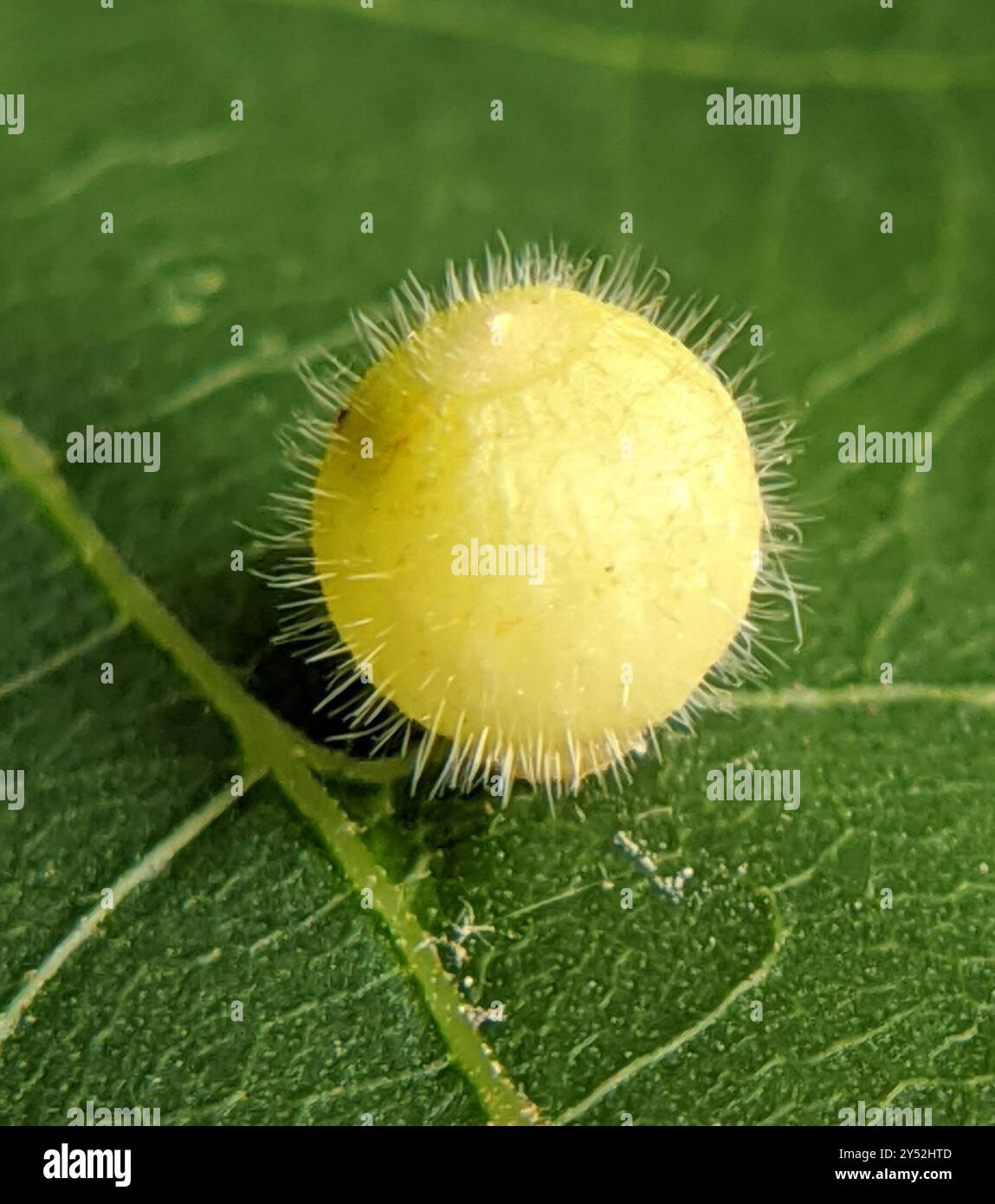 Hickory Fuzzy Ginger Jar Gall Midge (Caryomyia cilidolium) Insecta ...