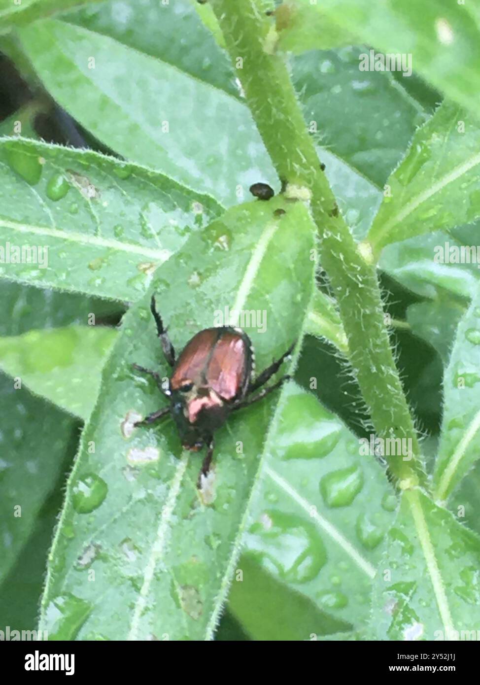 Native Japanese Insects Japanese Beetle (Popillia japonica) Insecta Stock Photo - Alamy