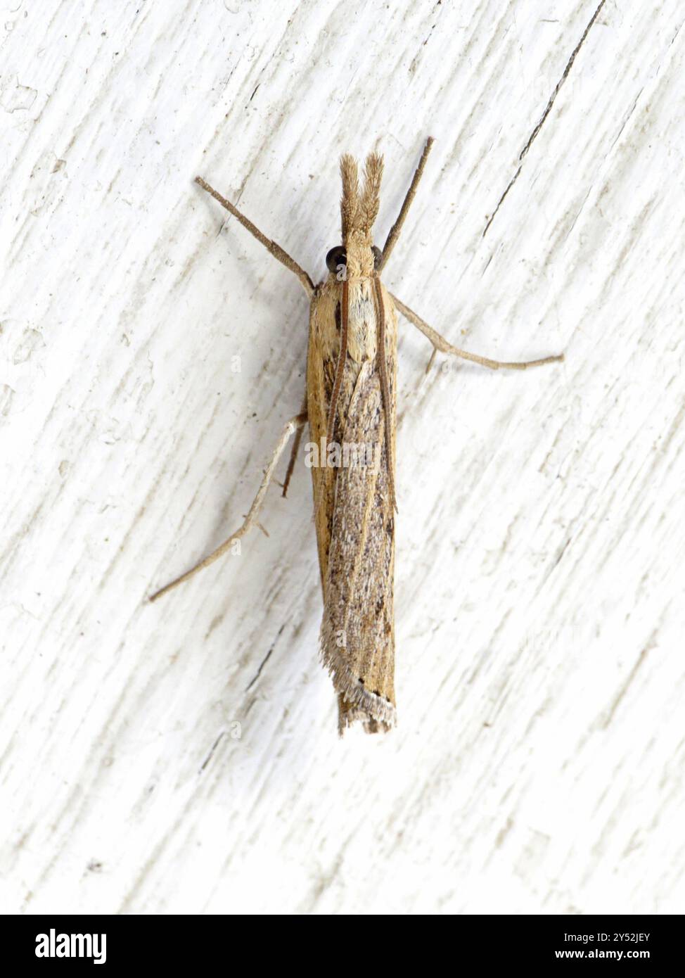 Trissecta Sod Webworm Moth (Pediasia trisecta) Insecta Stock Photo - Alamy