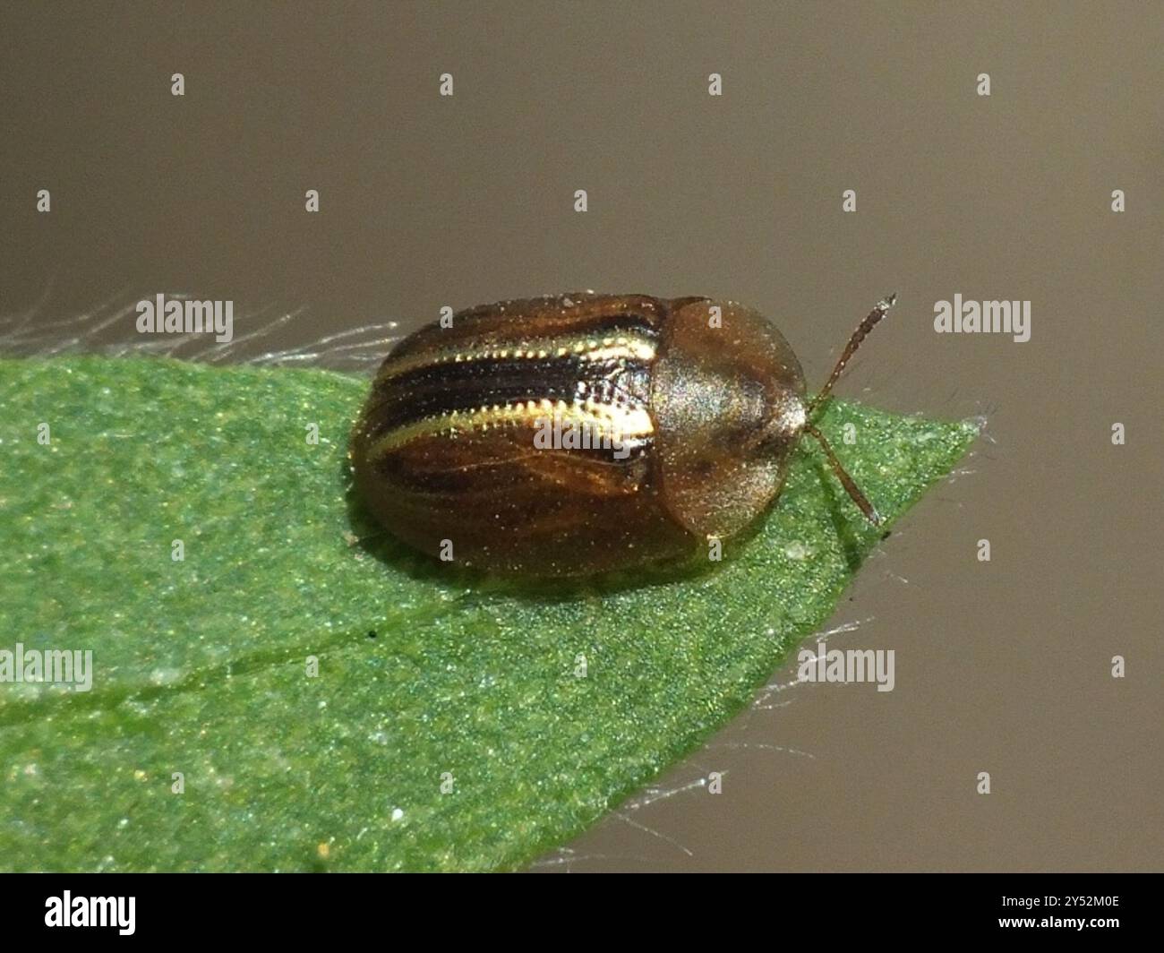 Cassida nobilis hi-res stock photography and images - Alamy