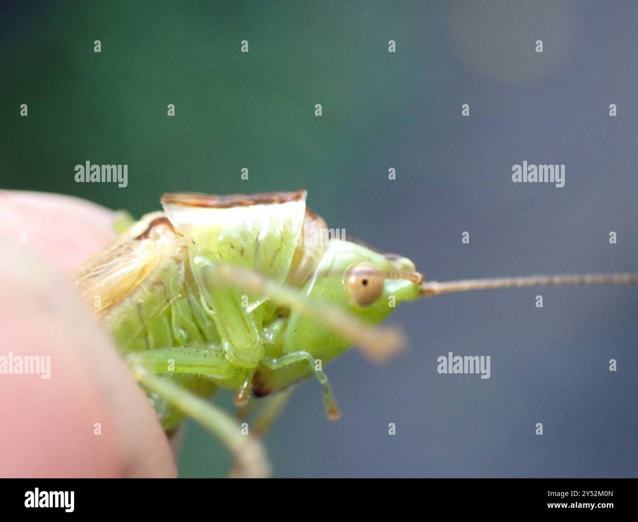 Long-winged Conehead (Conocephalus fuscus) Insecta Stock Photo - Alamy