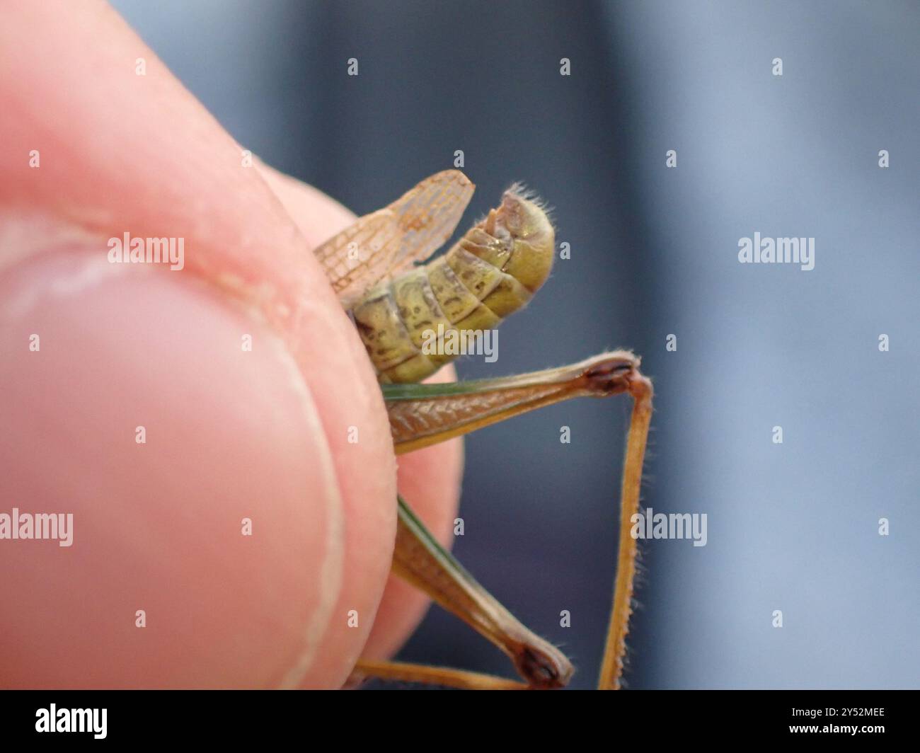 Meadow Grasshopper (Pseudochorthippus parallelus) Insecta Stock Photo ...