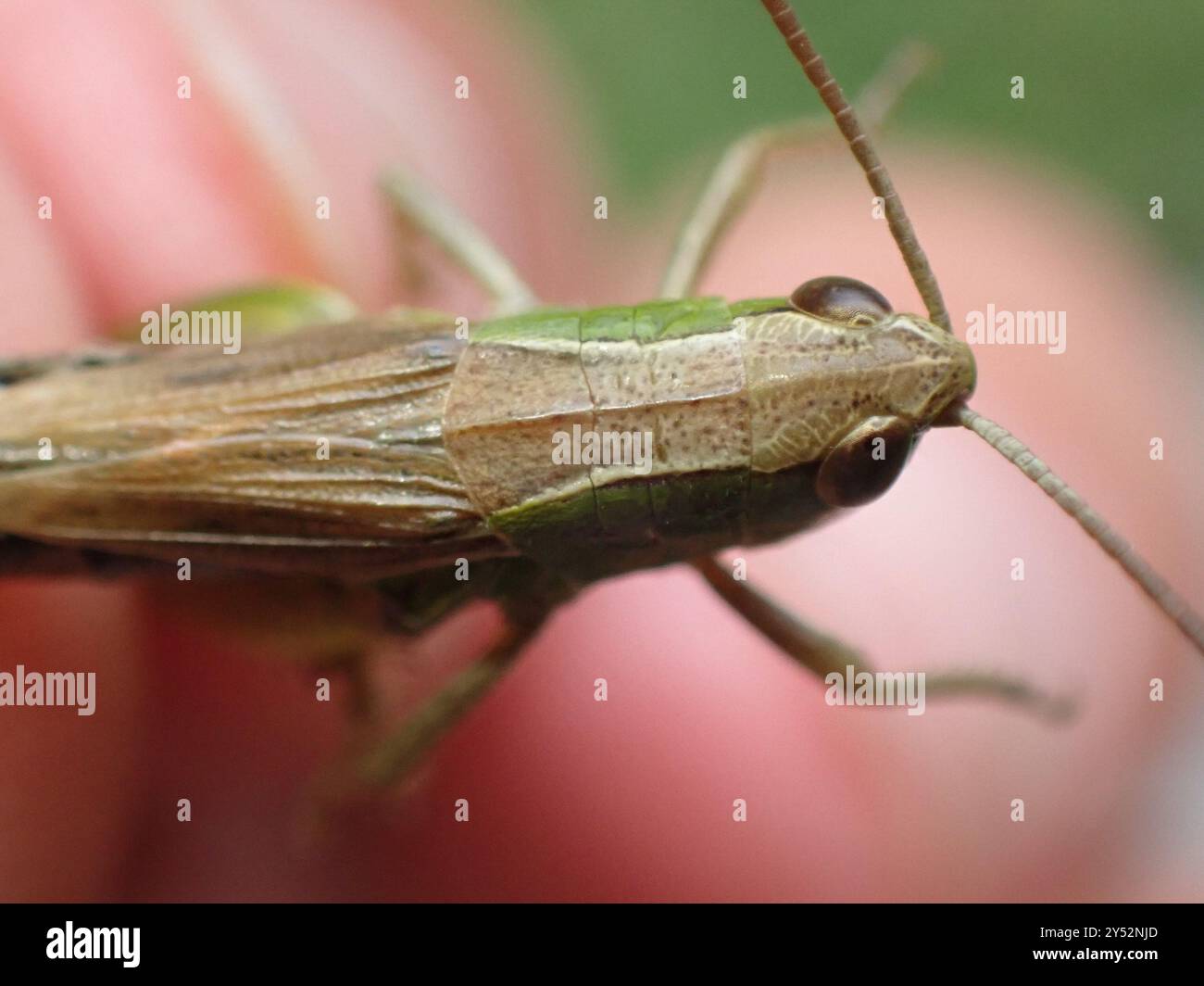 Meadow Grasshopper (Pseudochorthippus parallelus) Insecta Stock Photo ...