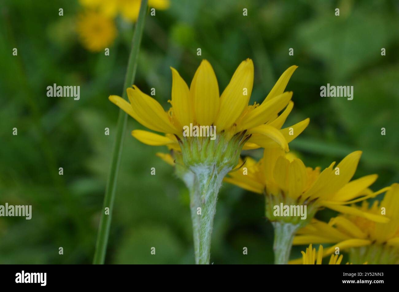 Alpine ragwort (Jacobaea alpina) Plantae Stock Photo - Alamy