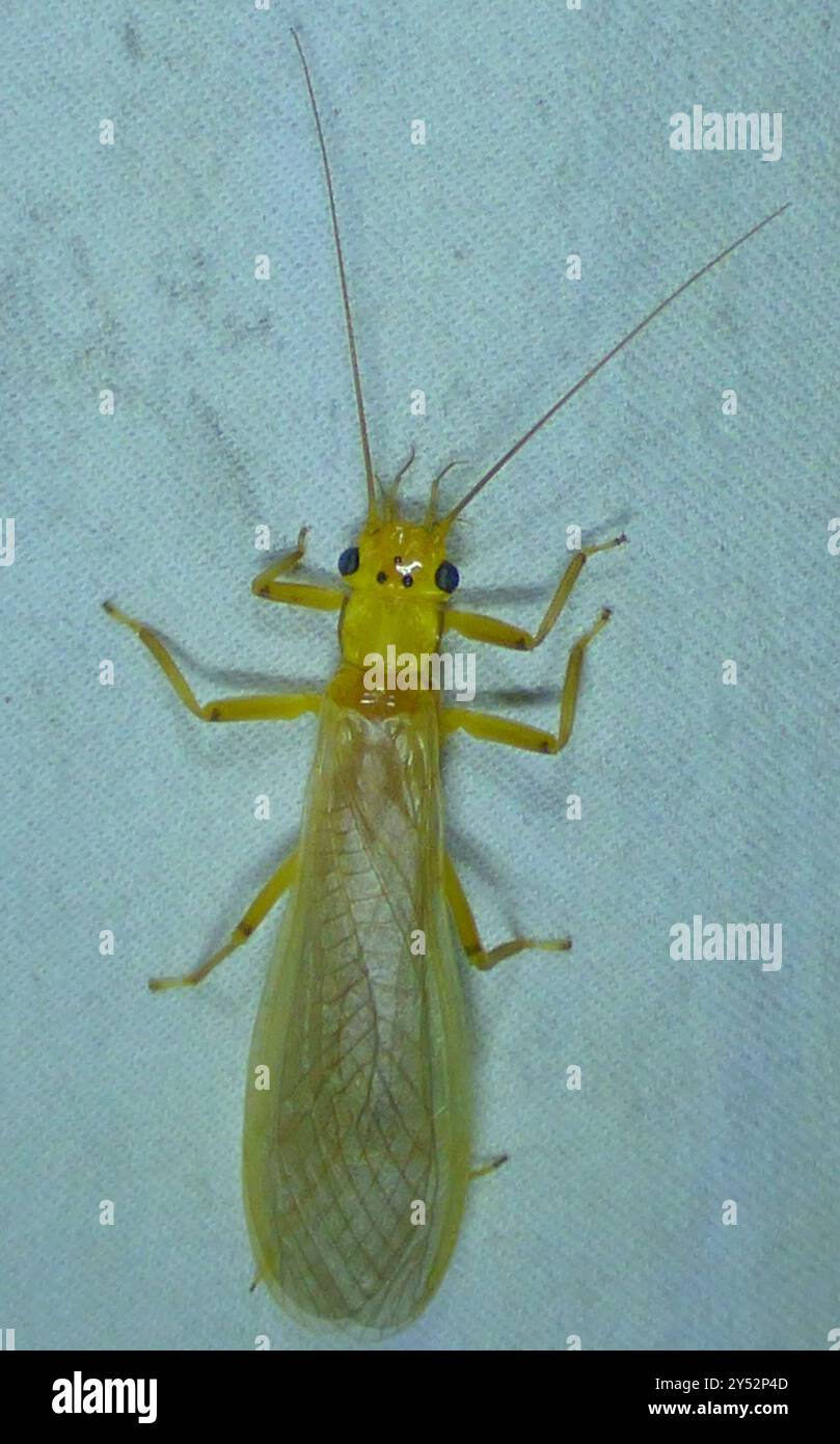 Spring Stonefly Springfly hi-res stock photography and images - Alamy