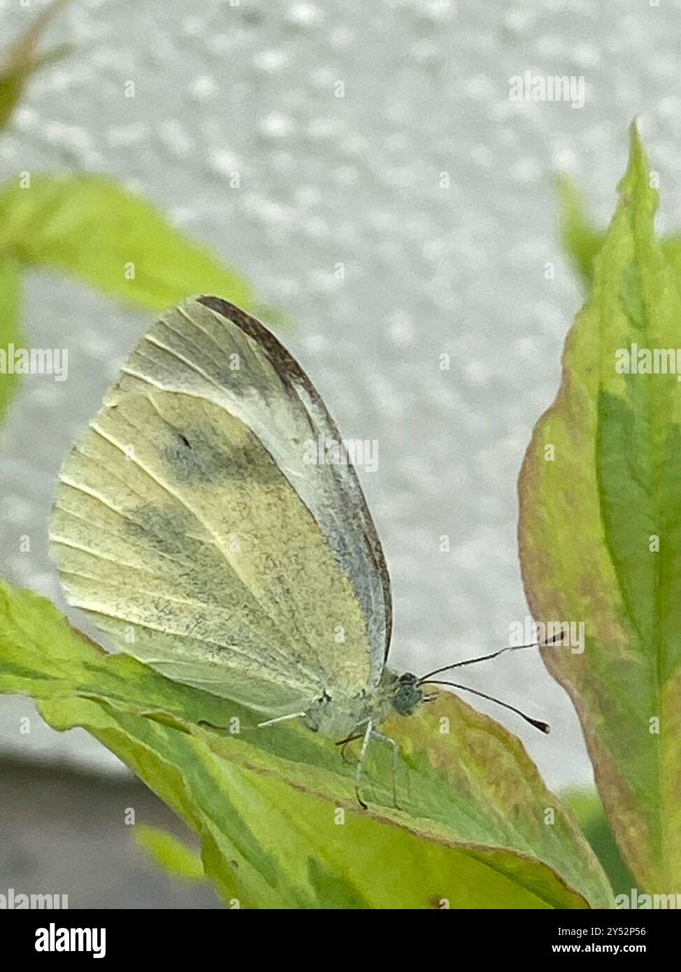 Small White (Pieris rapae) Insecta Stock Photo - Alamy
