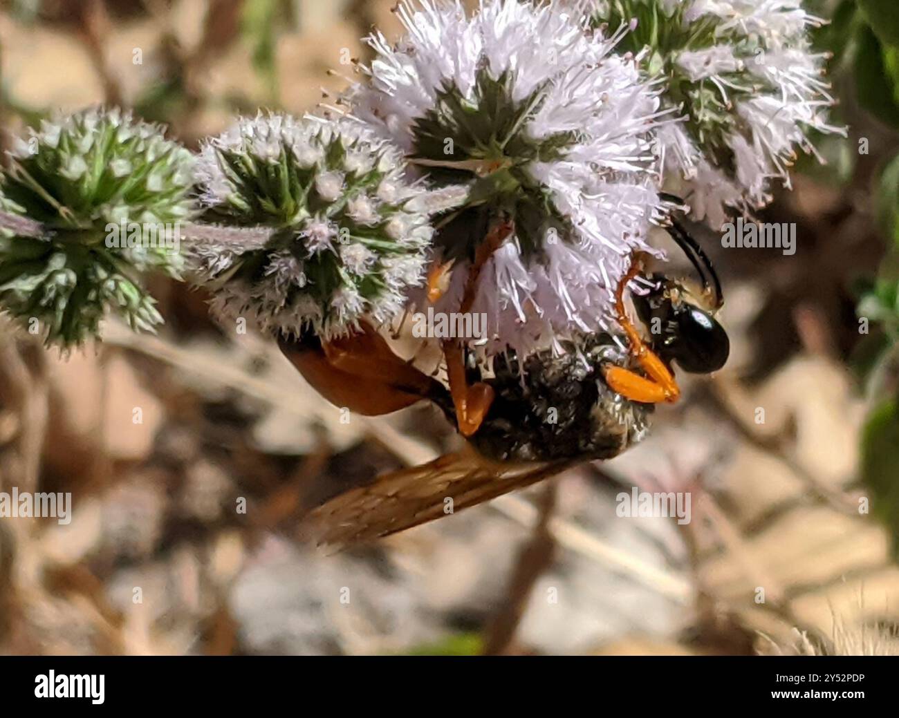 Great Golden Digger Wasp (Sphex ichneumoneus) Insecta Stock Photo - Alamy