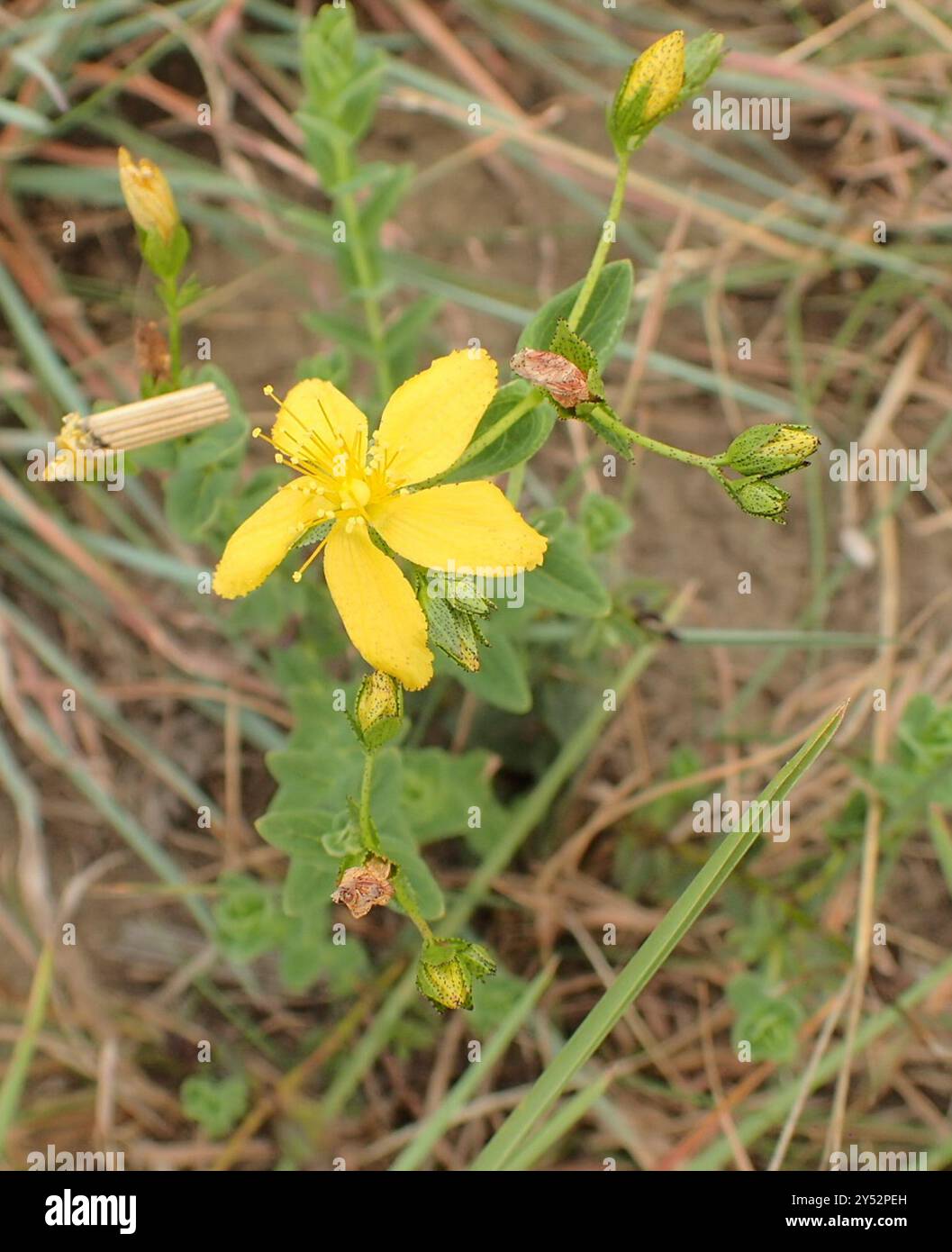 Small Hypericum small Hypericum (Hypericum aethiopicum) Plantae Stock Photo - Alamy
