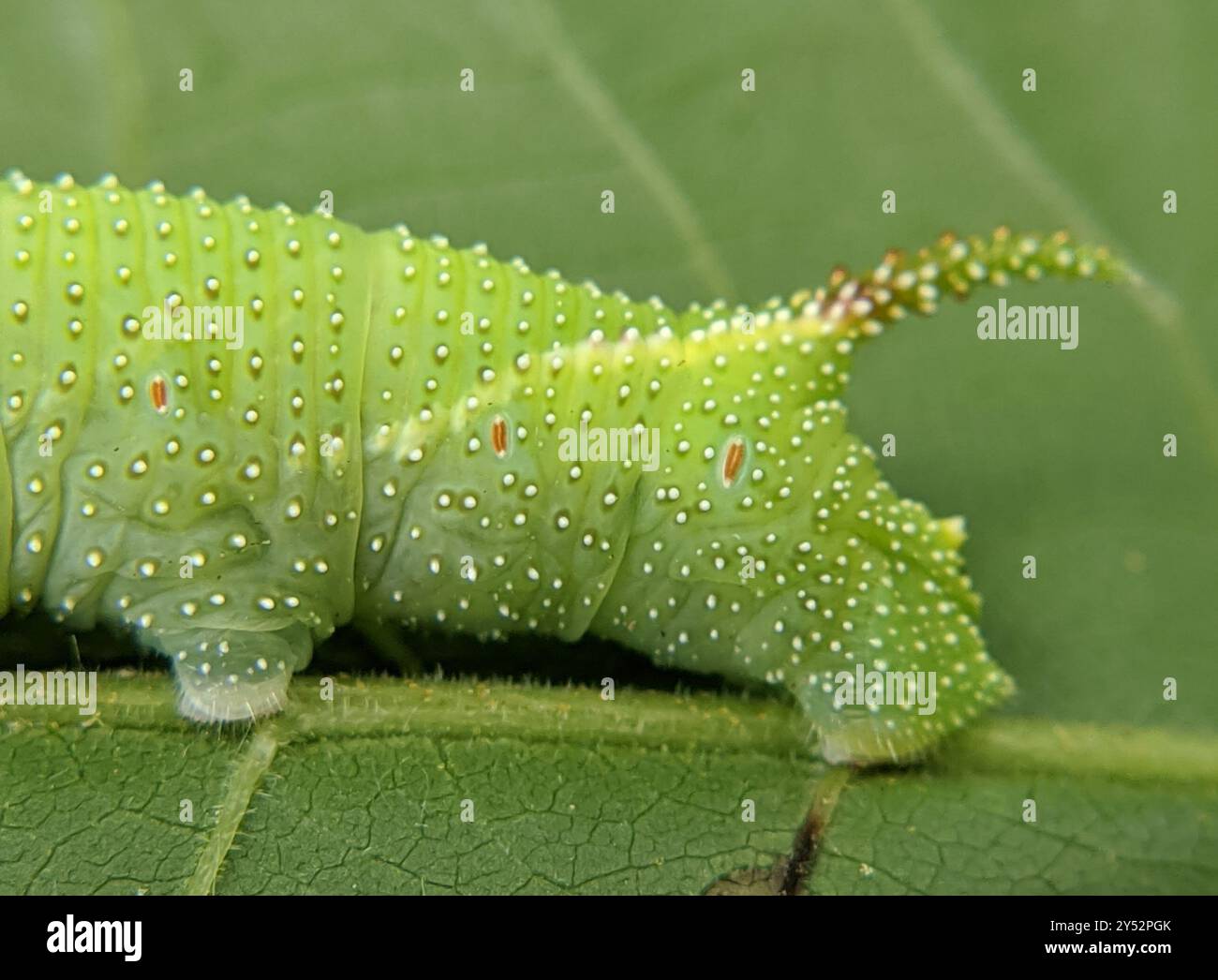 Walnut Sphinx (Amorpha juglandis) Insecta Stock Photo - Alamy