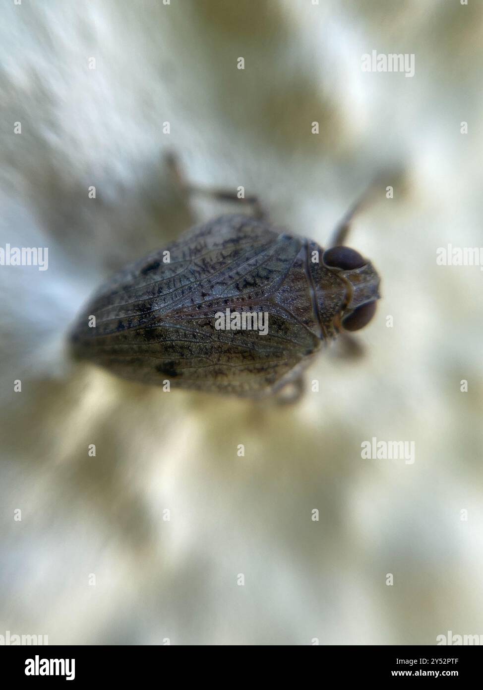 (Issus coleoptratus) Insecta Stock Photo - Alamy