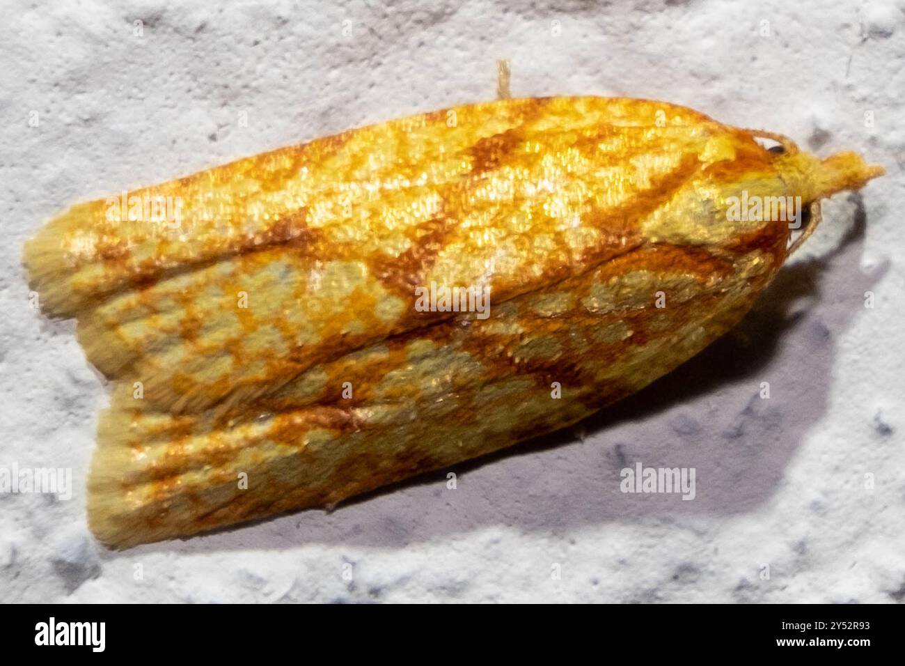 Sparganothis Fruitworm Moth (Sparganothis sulfureana) Insecta Stock ...