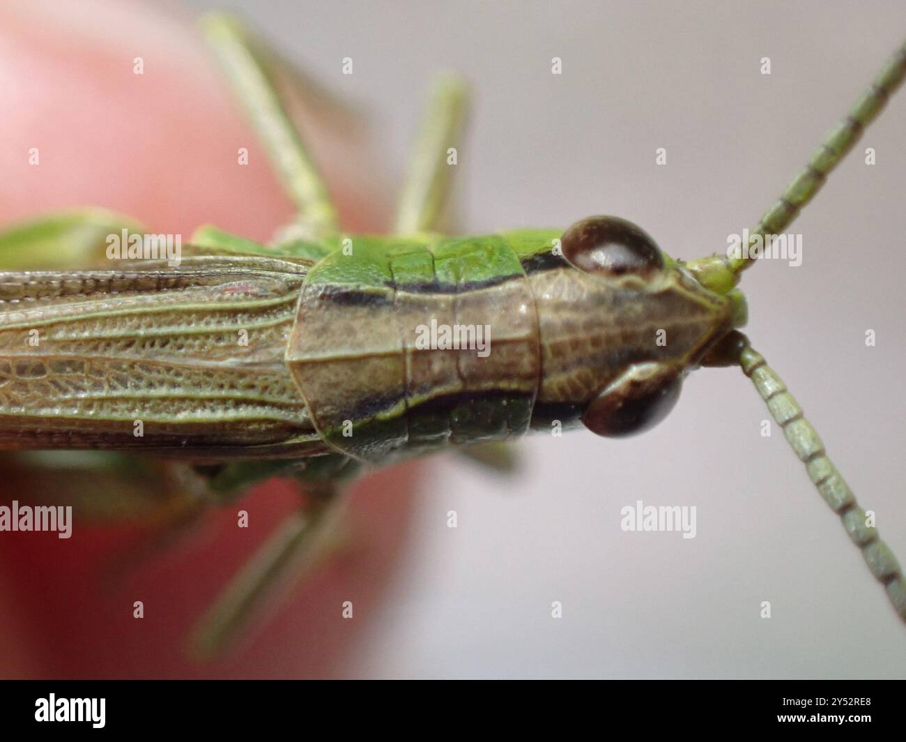 Meadow Grasshopper (Pseudochorthippus parallelus) Insecta Stock Photo ...