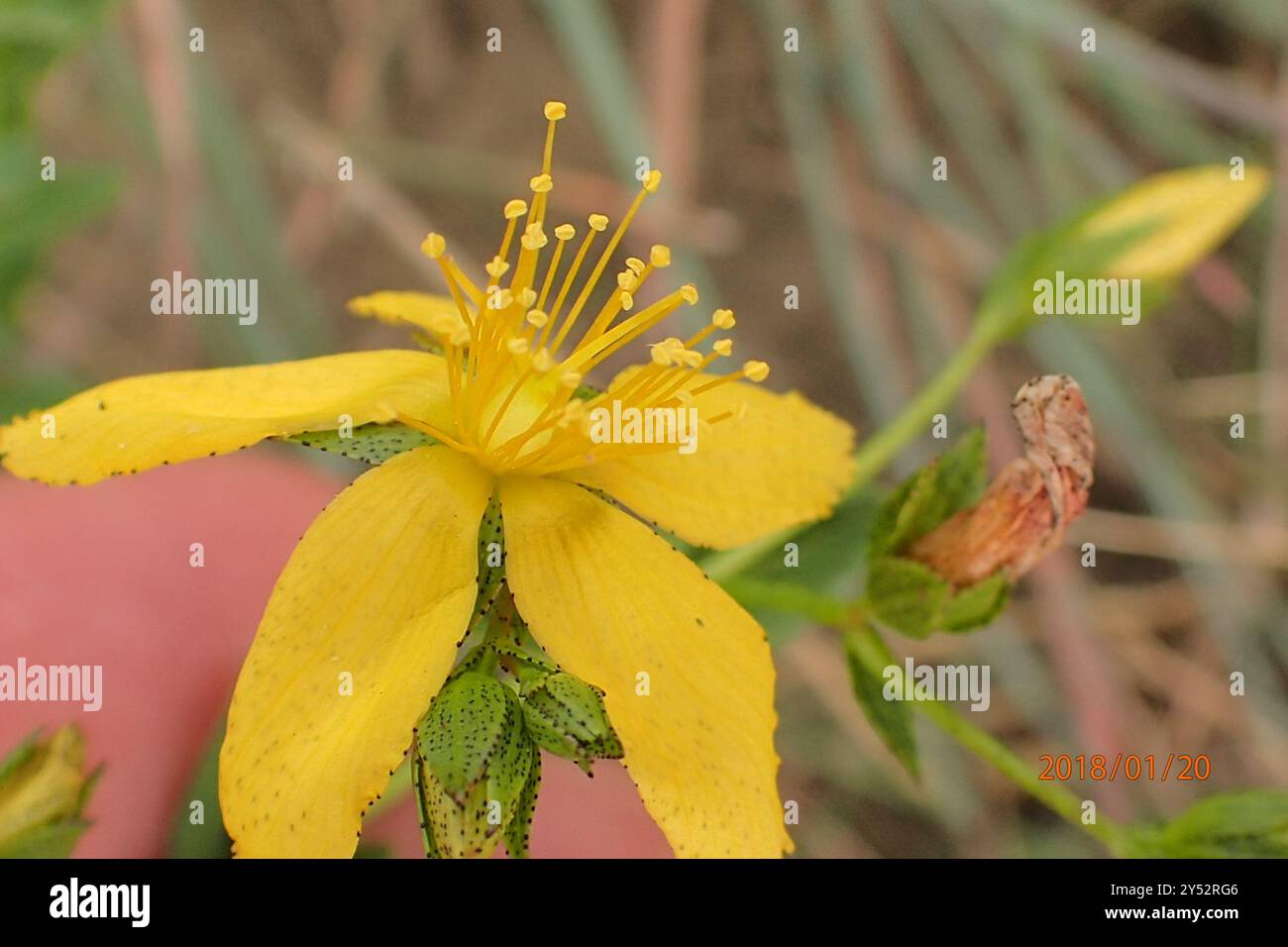 Small Hypericum small Hypericum (Hypericum aethiopicum) Plantae Stock Photo - Alamy