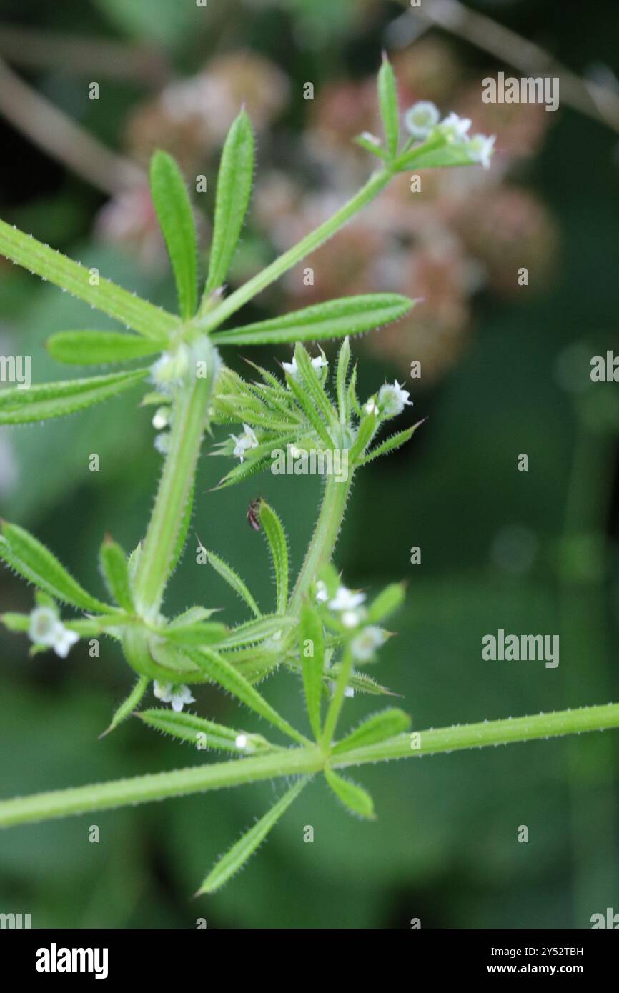 catchweed bedstraw (Galium aparine) Plantae Stock Photo - Alamy