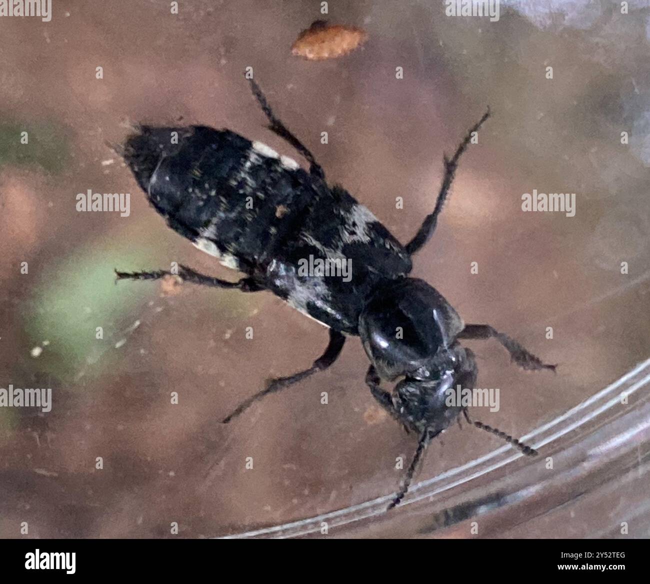 hairy rove beetle (Creophilus maxillosus) Insecta Stock Photo - Alamy