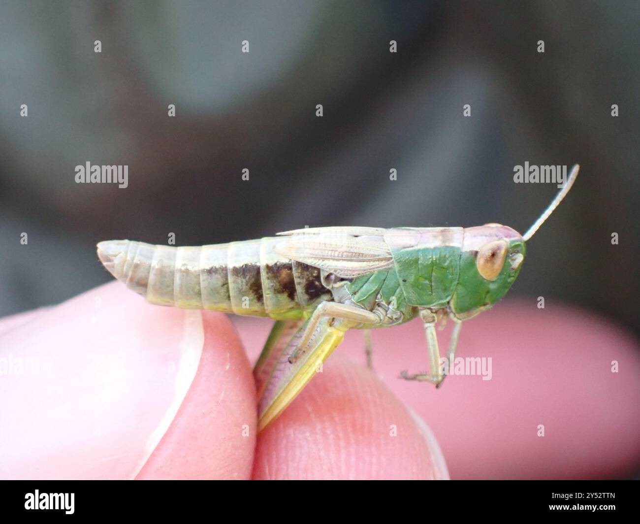 Meadow Grasshopper (Pseudochorthippus parallelus) Insecta Stock Photo ...