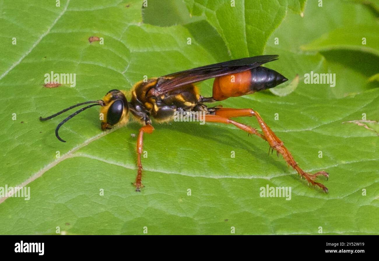 Great Golden Digger Wasp (Sphex ichneumoneus) Insecta Stock Photo - Alamy