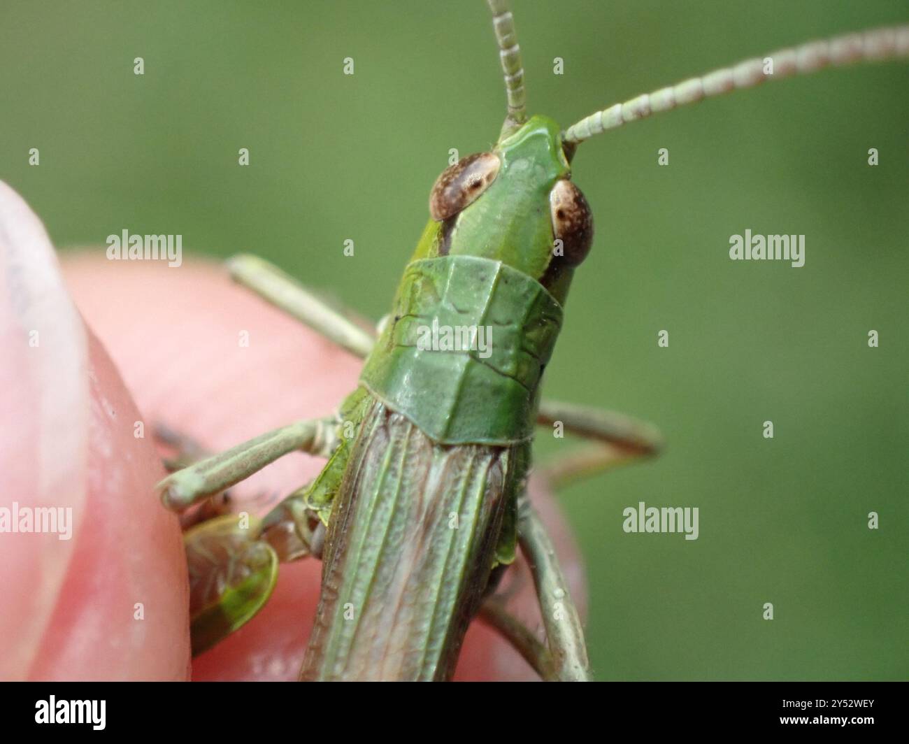 Meadow Grasshopper (Pseudochorthippus parallelus) Insecta Stock Photo ...