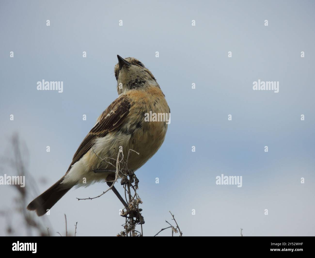 Booted Warbler (Iduna caligata) Aves Stock Photo - Alamy