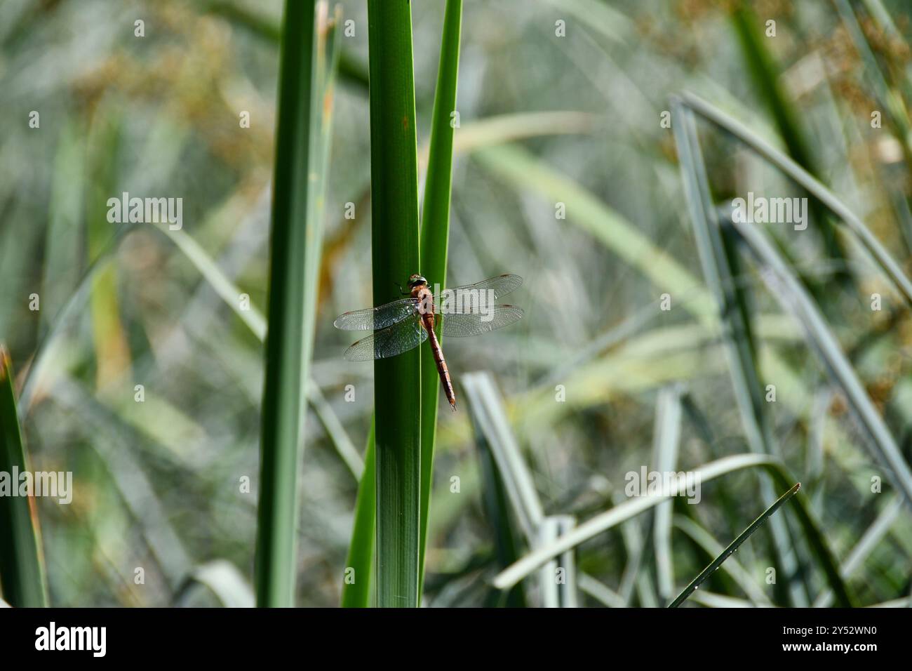 Norfolk Insects Norfolk Hawker (Isoaeschna isoceles) Insecta Stock Photo - Alamy