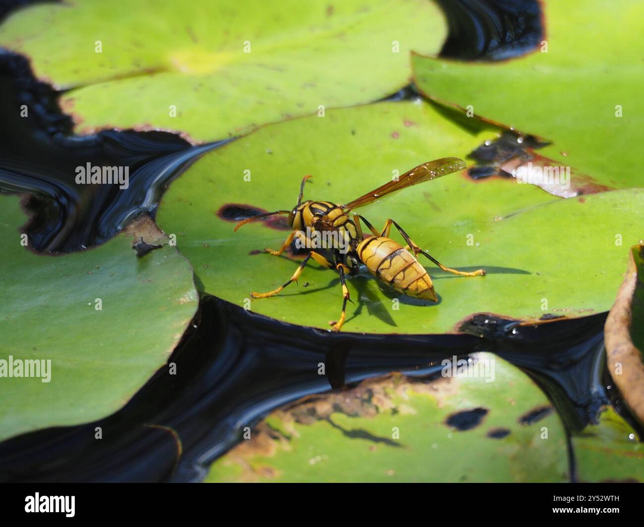Rothney's Paper Wasp (Polistes rothneyi) Insecta Stock Photo - Alamy