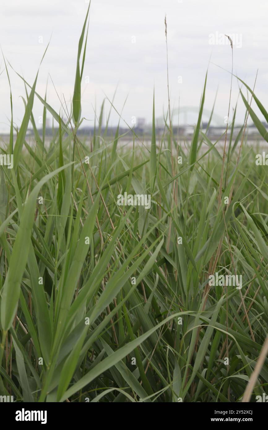 European reed (Phragmites australis australis) Plantae Stock Photo - Alamy