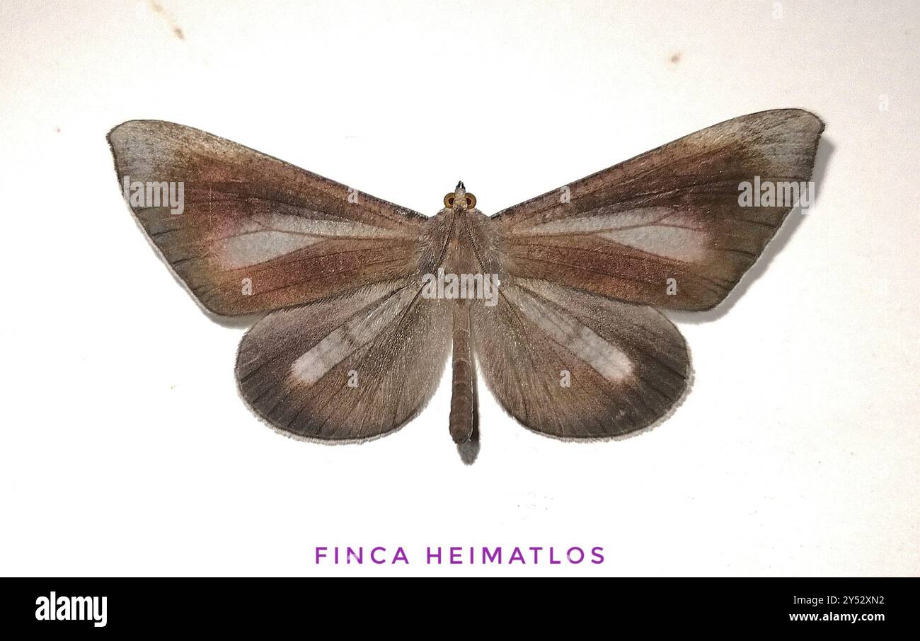 Macrosoma Insect Macrosoma hi-res stock photography and images - Alamy
