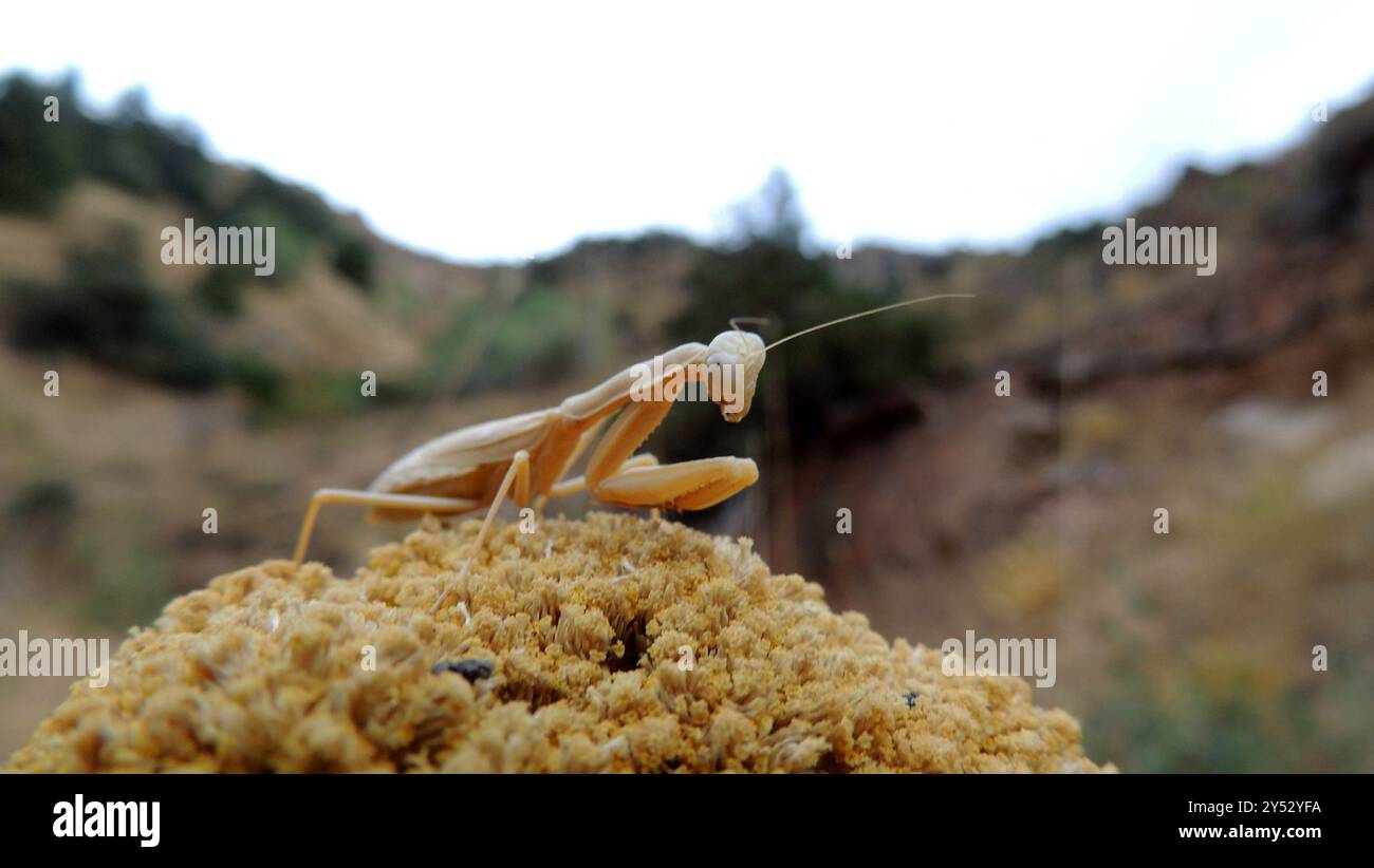 Iris Mantises (Iris) Insecta Stock Photo - Alamy