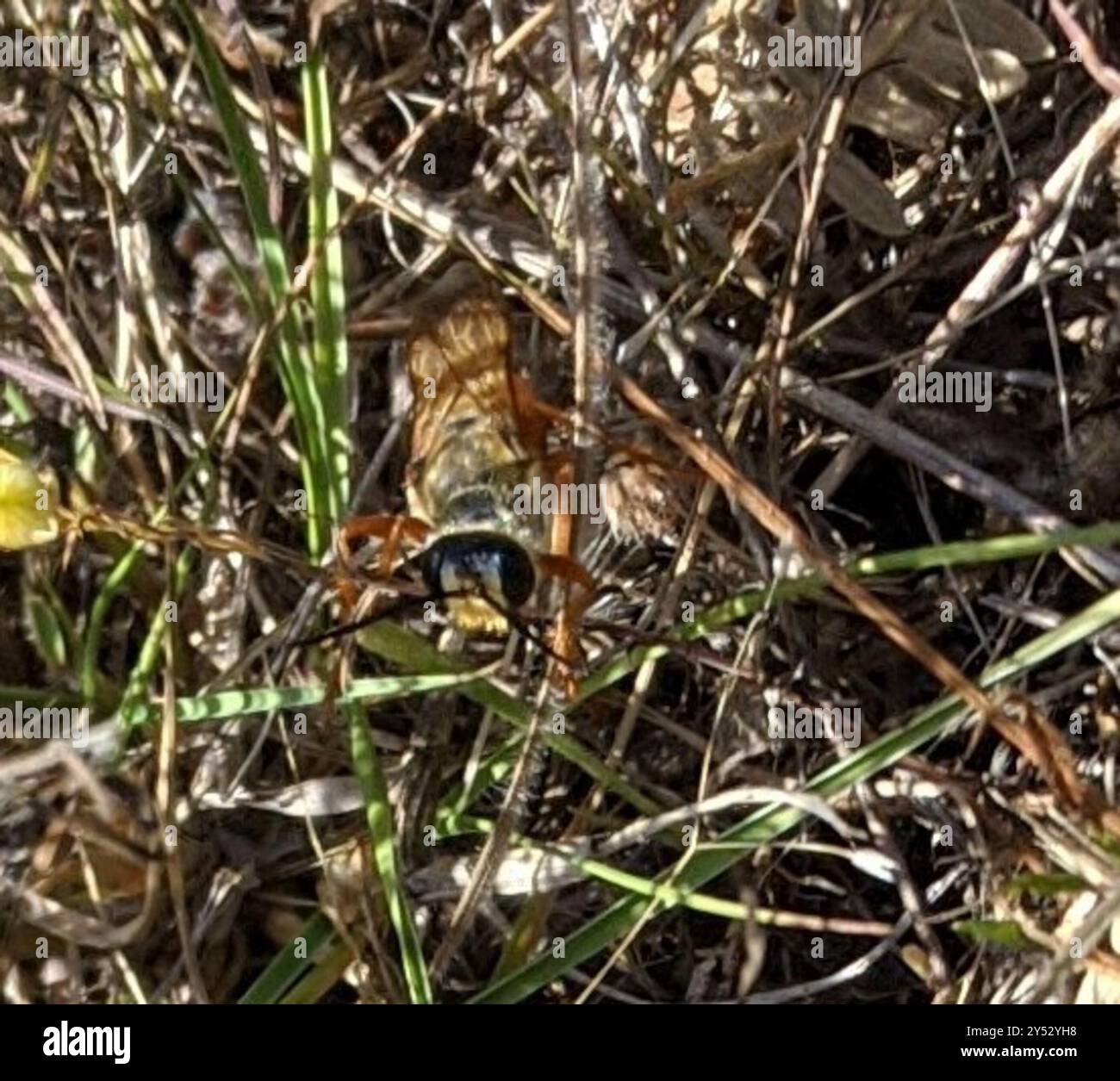 Great Golden Digger Wasp (Sphex ichneumoneus) Insecta Stock Photo - Alamy