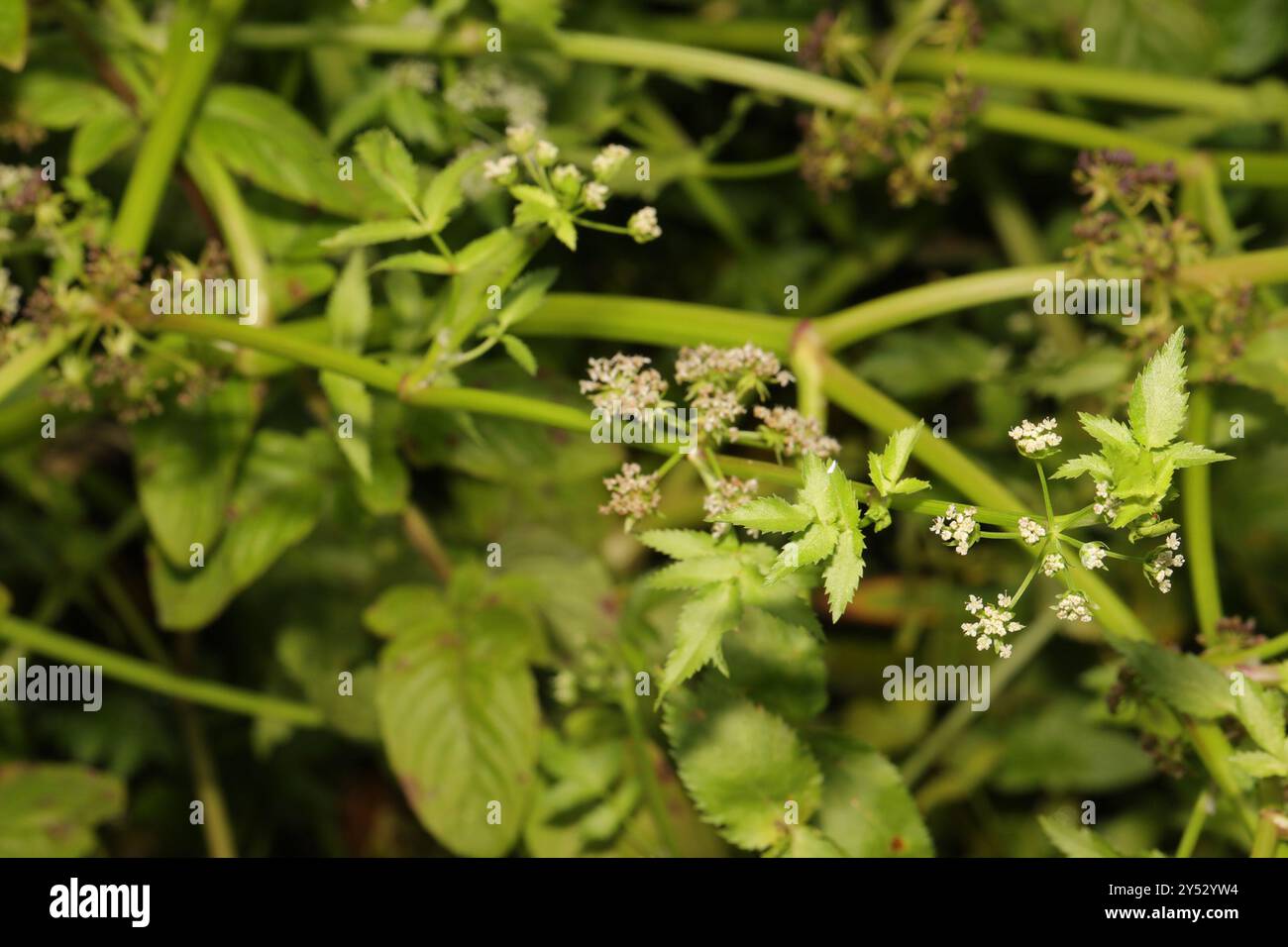 fool's watercress (Apium nodiflorum) Plantae Stock Photo